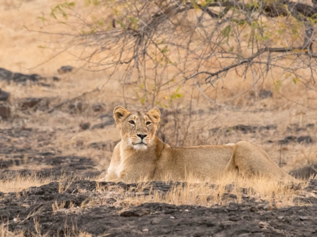 Asiatic Lion - Under the Bush