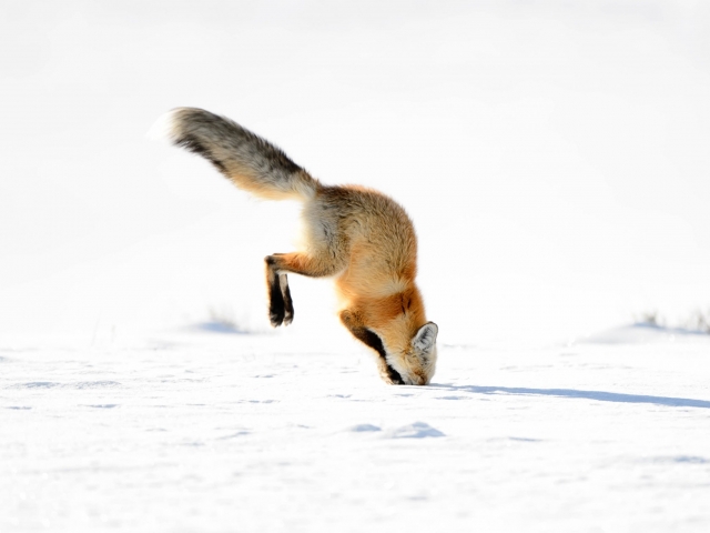 Red Fox - Hunting III