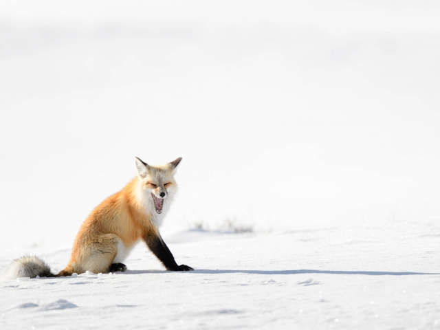 Red Fox - Snarl