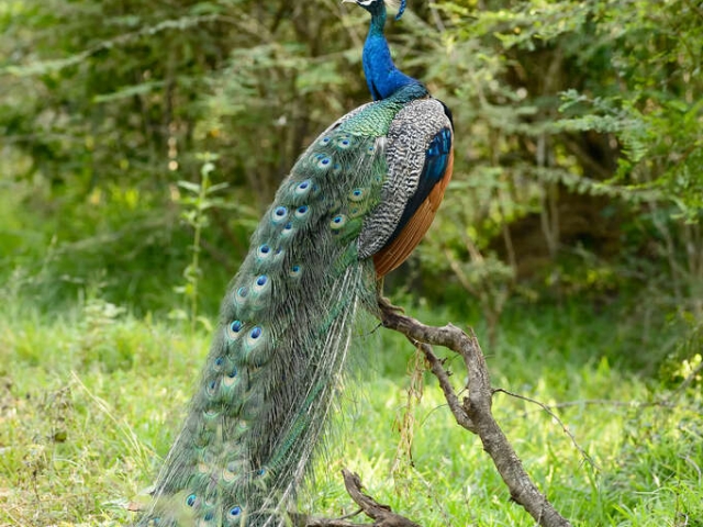 Peacock - Draping Feathers