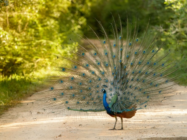 Peacock - Side Step