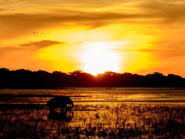 Elephant Sunrise With Heron