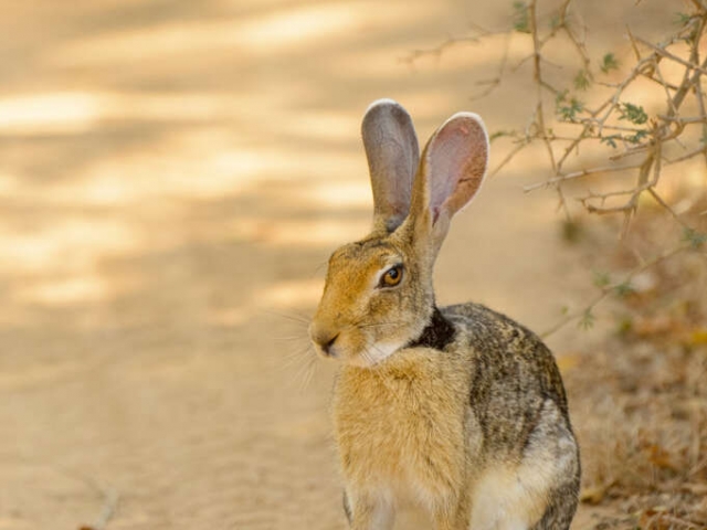 Black-naped Hare with Attitude