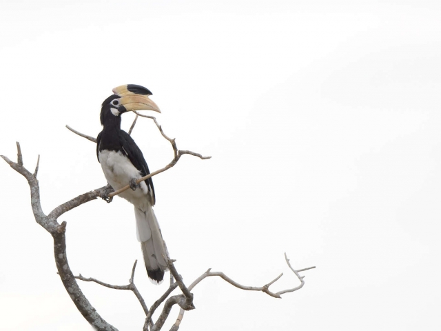 Malabar Pied Hornbill In Tree