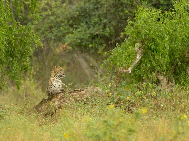 Leopard - Spots and Rain Drops