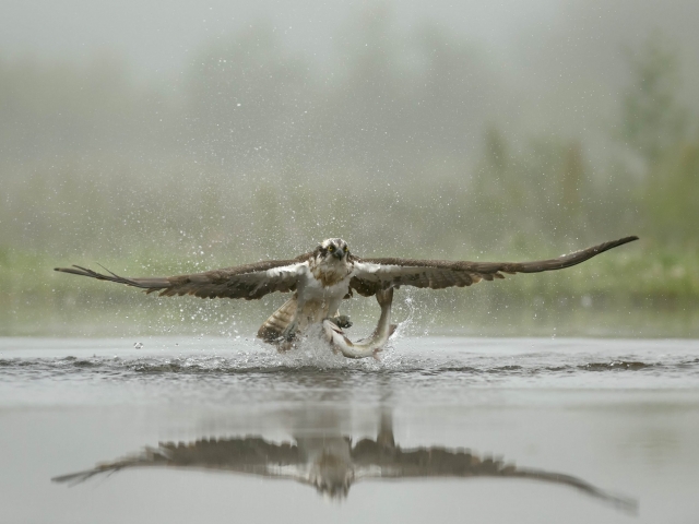 Osprey - Grabs the Catch