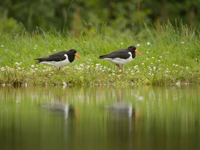 Oyster Catcher Syncronisation