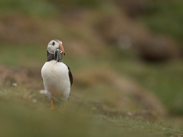Puffin with Sand-eels