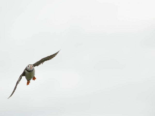 Puffin in Flight with Sand-eels