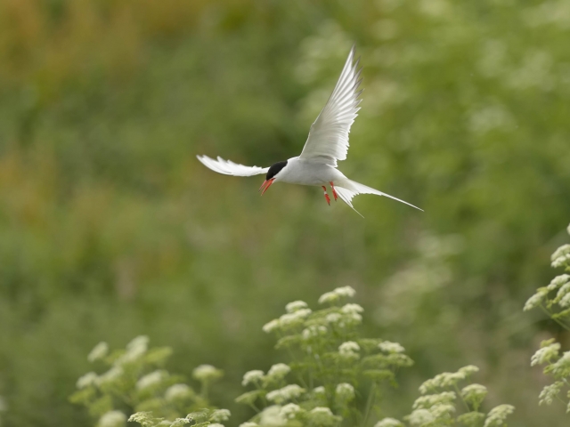 Arctic Tern In Flight