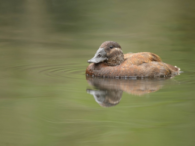 White-headed Duck - Reflection