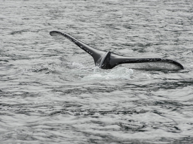 Humpback Whale - Monochoromatic