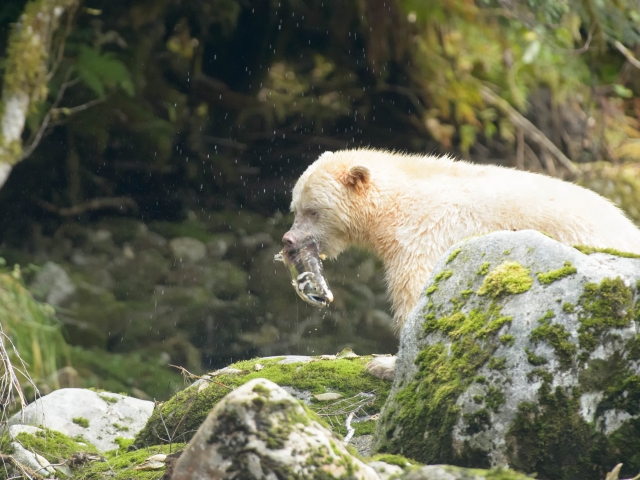 Spirit Bear - Catches the Fish