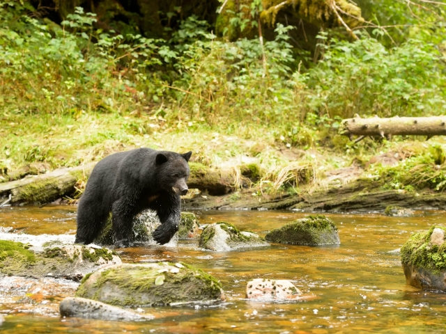 Black Bear - Chasing a Fish