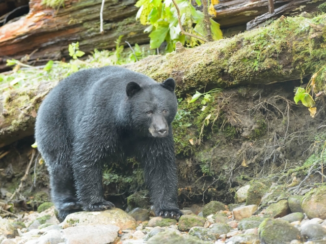 Black Bear - On the Rocks