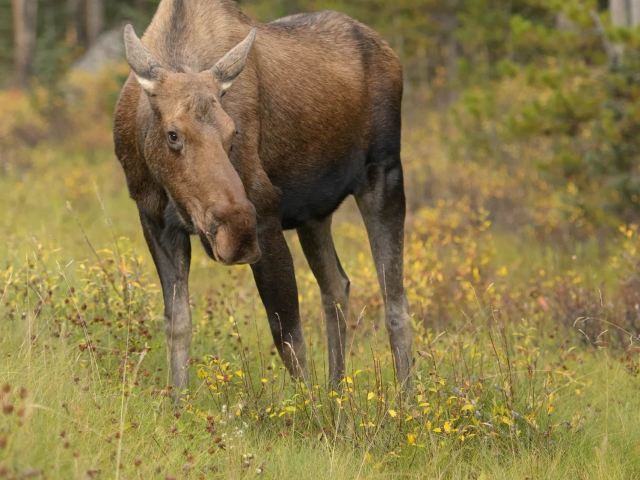 Female Moose - Grazing in the Meadow