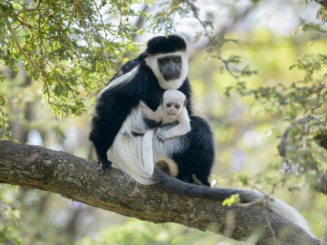 Colobus Monkey with Infant