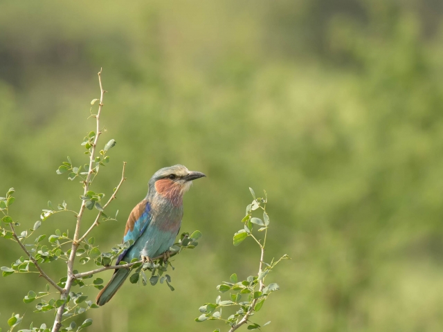 Lilac Breasted Roller on Branch