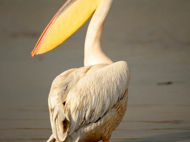 Pink-backed Pelican - I Got Your Back