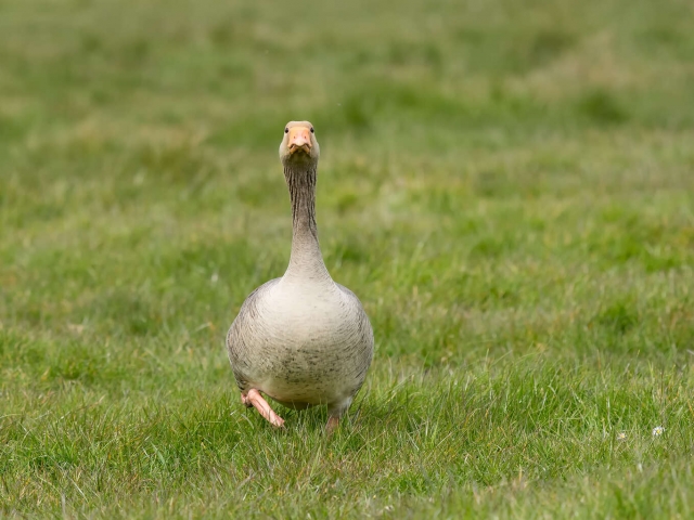 I Am Pink Footed Goose