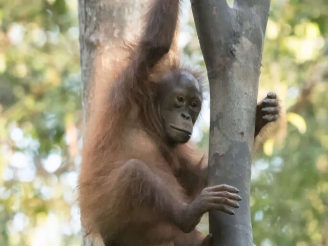 Orangutan - Young Climber