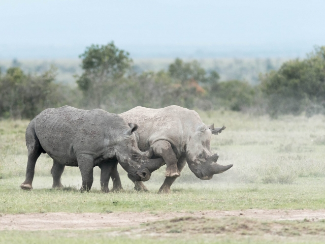 White Rhino - Hitting the Target