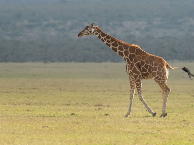 Reticulated Giraffe - With a Flick of the Tail
