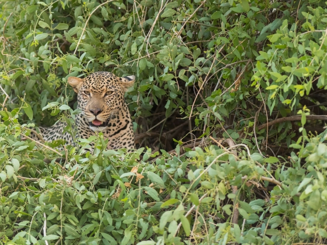 Leopard - Hiding in the Bush