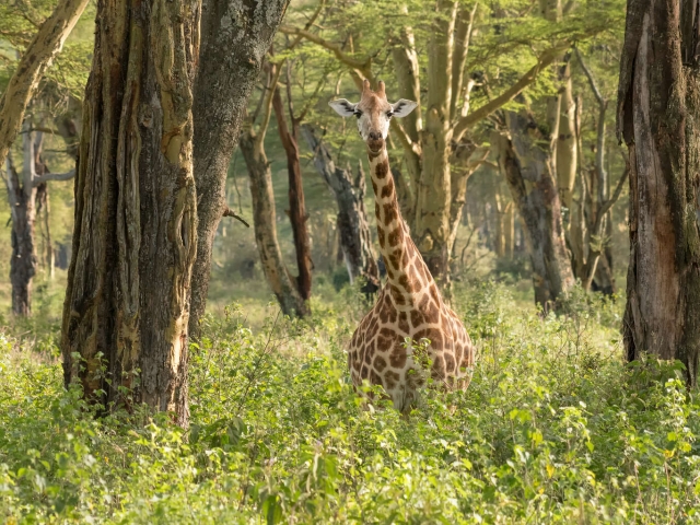 Nubian Giraffe - In The Trees