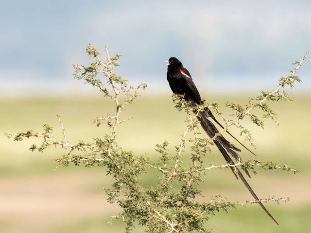 Long Tailed Widowbird - On Branch