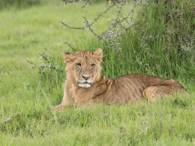 Lion - Female Resting in the Grass