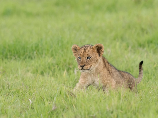Lion - Playful Cub