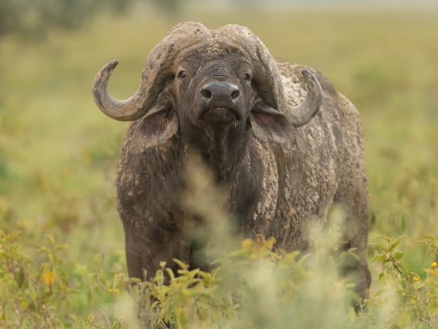 Buffalo - In the Bush