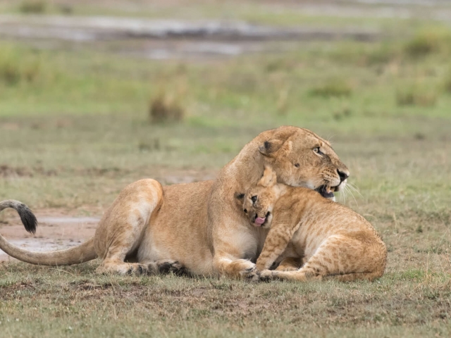 Lion - Cuddle from Mother