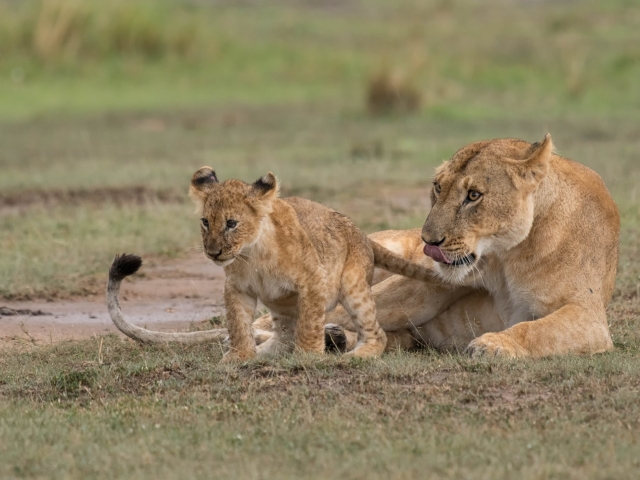 Lion - Watchful Mother with Cub
