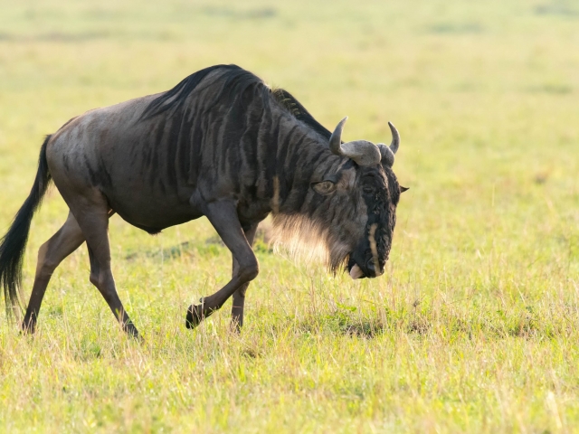 Wildebeest - Black Beest