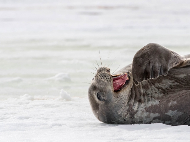 Weddell Seal - Laugh Out Loud