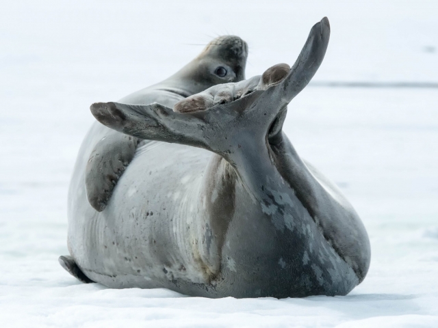 Weddell Seal - Fancy Footwork