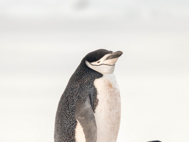 Chinstrap Penguin - Stand Tall