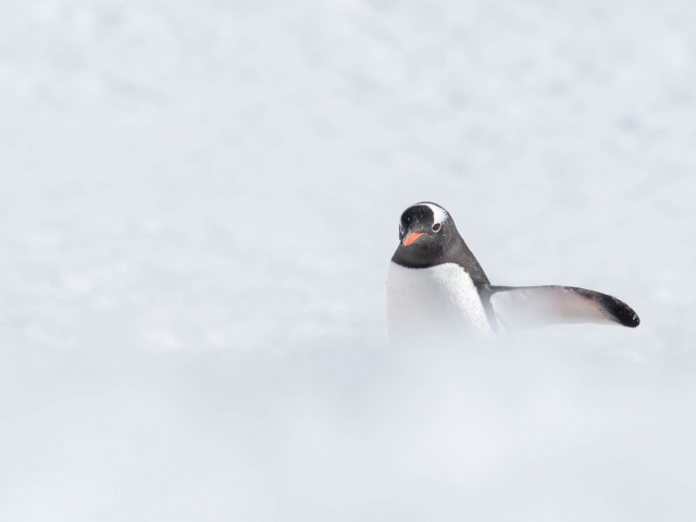 Gentoo Penguin - Fighting Through The Snow