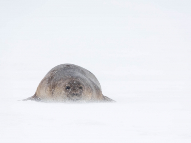 Elephant Seal - Blizzard Conditions