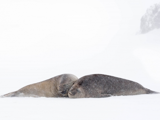 Elephant Seal - Best Buddies