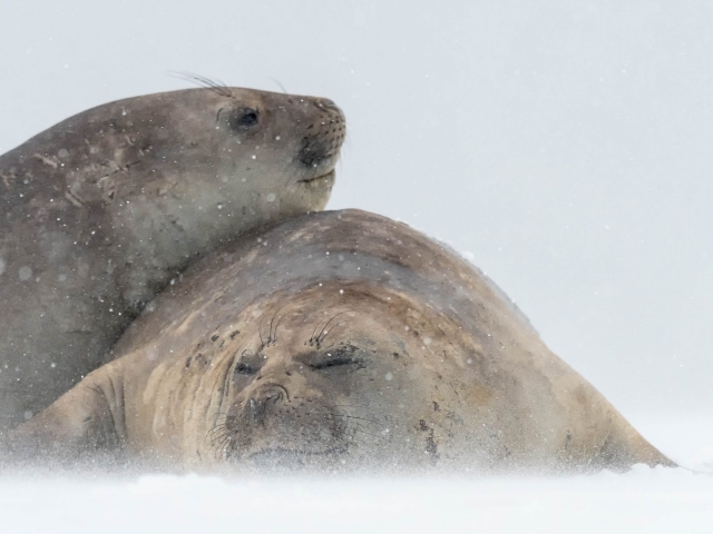 Elephant Seal -  Just Good Friends