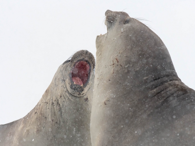 Elephant Seal - Syncronised Yawning