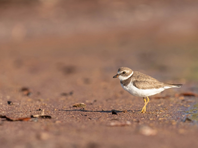 Semipalmated Plover - Red Sand