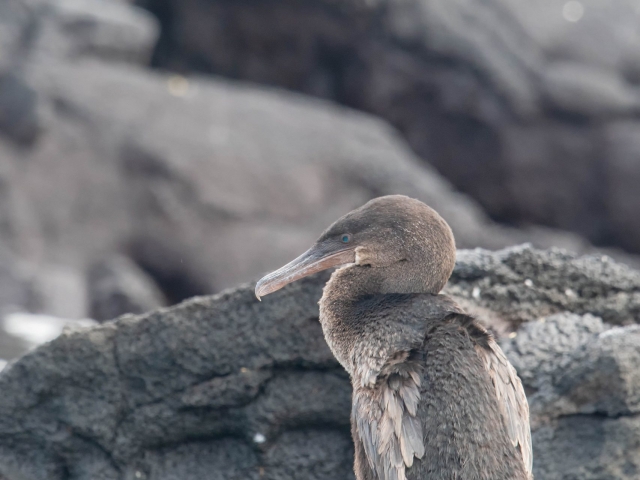 Flightless Cormorant - On The Lava Rock