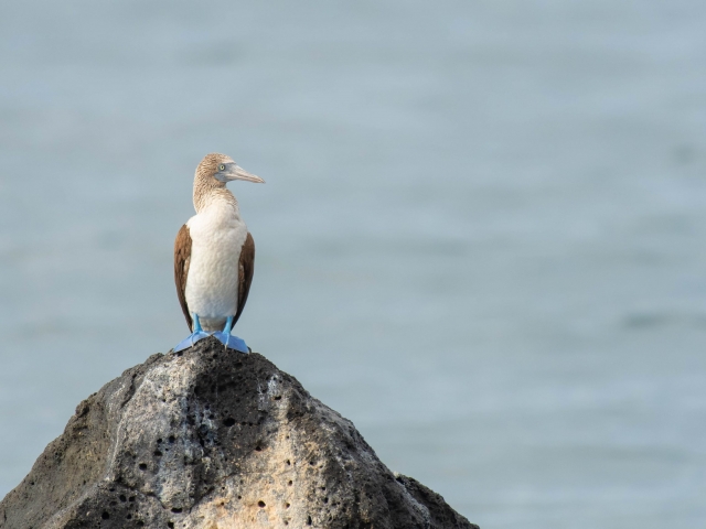 Blue-footed Booby - On the Rocks