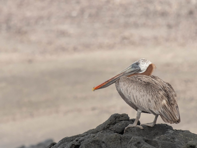 Brown Pelican - On The Rocks