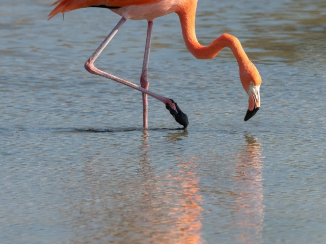 Greater Flamingo - Reflection