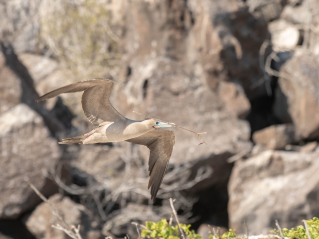 Red-footed Booby - Building A Nest